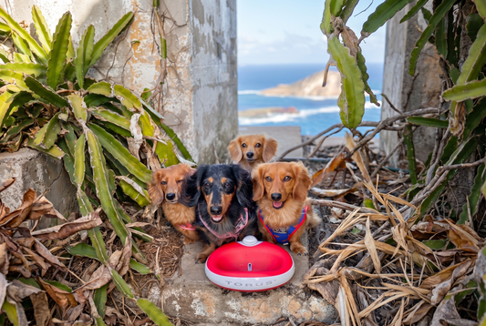 Easy Reach Water Dispensers for Small Breed Dogs
