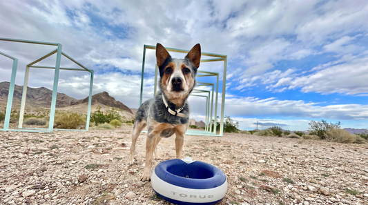 Hydration at agility trials
