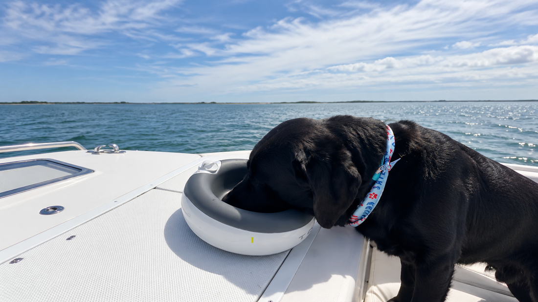 Taking your dog on a boat: preparation, anxiety, and staying hydrated on the water