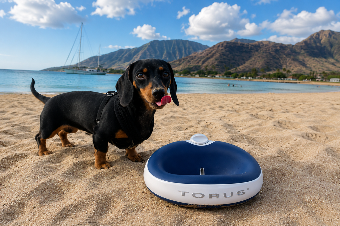 A Dog Hydration System Built for Real Life