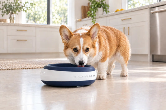 Corgi Water Bowl Tips for Cleaner, Calmer Drinks