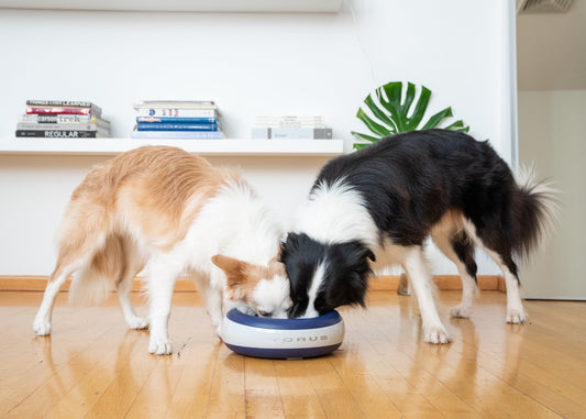 Torus Pet - Where Style Meets Hydration