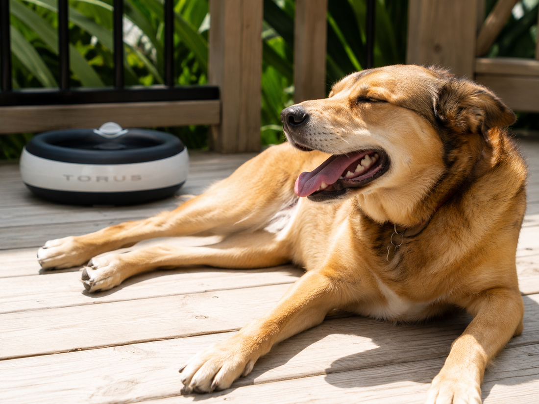 Dogs sunbathe. Heat doesn't care.