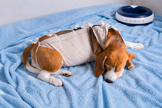 Post-surgical hydration: what your pet needs, and how to tell if they're getting it