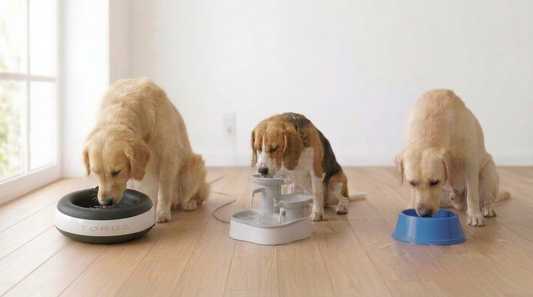 How to Choose a Dog Waterer That Fits Your Life
