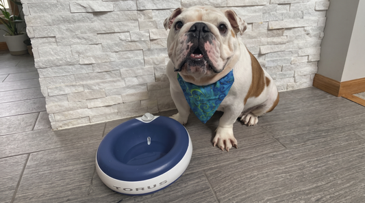 How Do Self Filling Dog Bowls Work at Home?