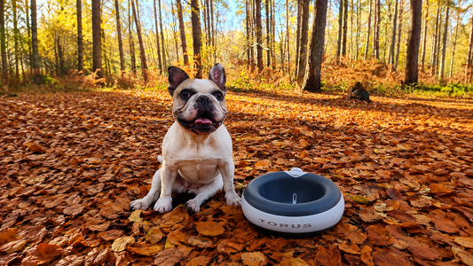 What Dog Parents Should Know About BPA-Free Pet Bowls