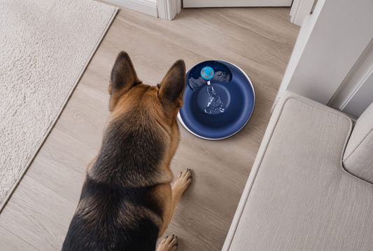 How to Choose a Large Dog Water Dispenser