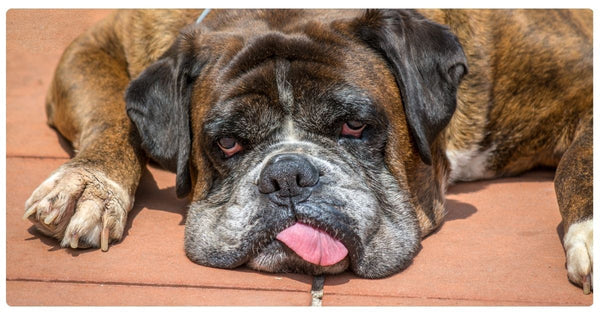 Signs of Dehydration in Dogs (How to Spot It Early and Prevent It)