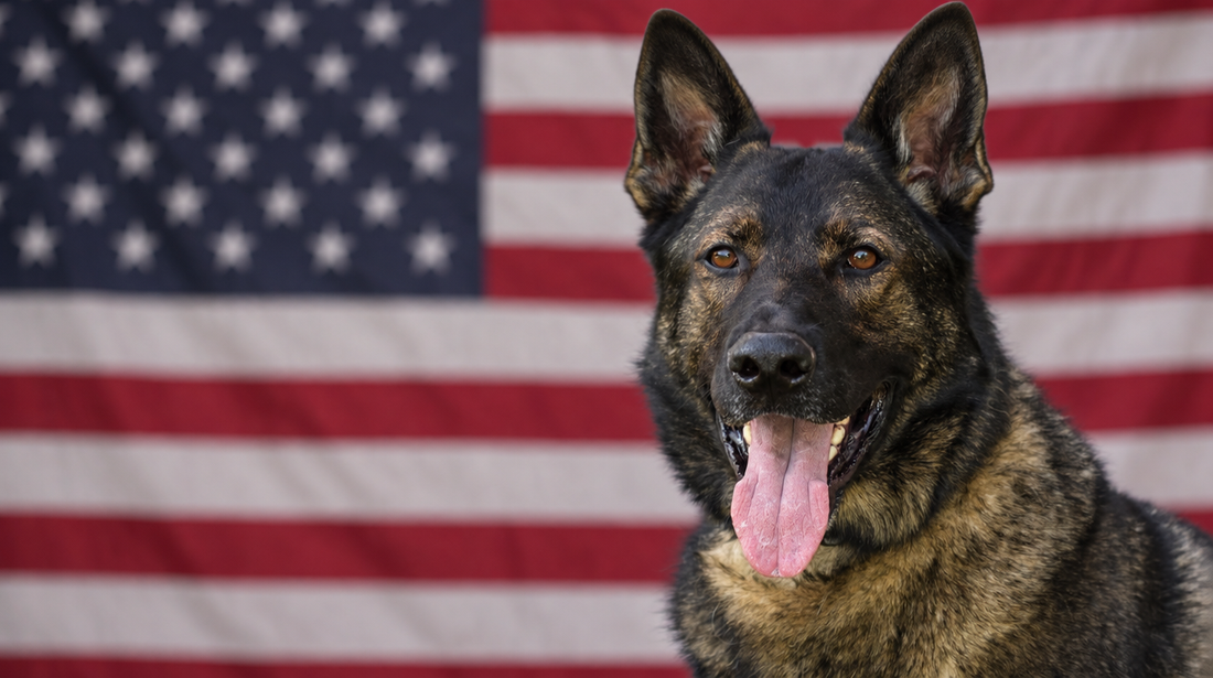 German Shepherd K9 dog in front of an American flag
