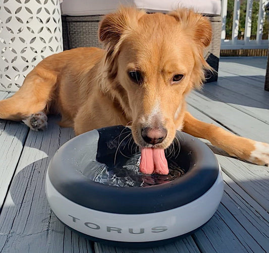 Do Cordless Dispensers Work for Dogs at Home?