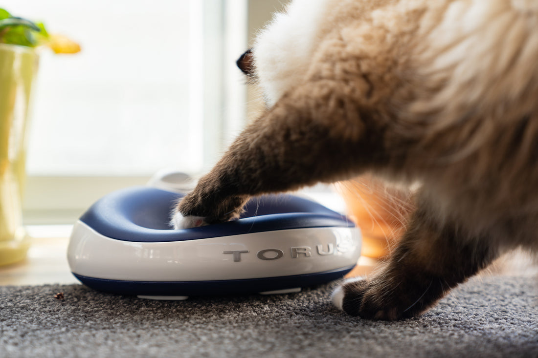 Why Does My Cat Keep Knocking Over Its Water Bowl? 7 Reasons and How to Stop It
