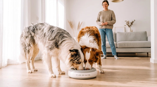 Best Waterers for Multiple Dogs That Work