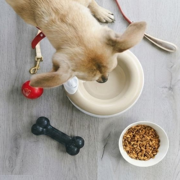 How a Spill Proof Dog Bowl Stops Everyday Messes