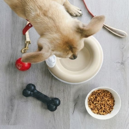 How a Spill Proof Dog Bowl Stops Everyday Messes