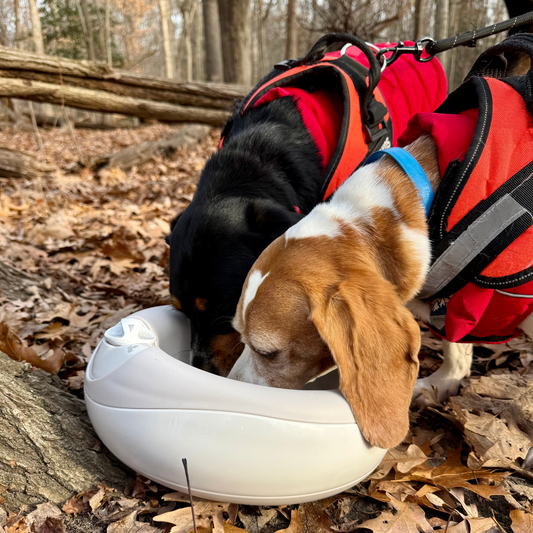 Travel Bowls That Keep Dogs Hydrated Anywhere