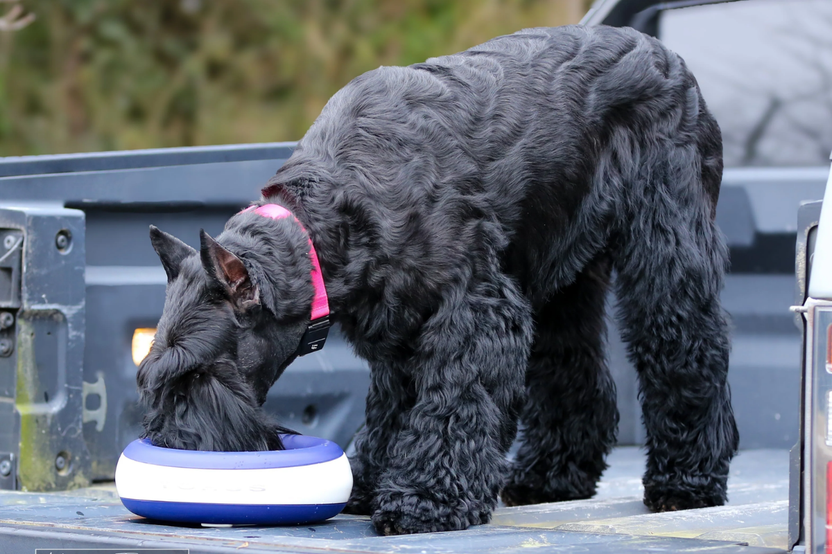 The Smarter Way to Hydrate Your Pet — A Complete Guide to the Torus Range