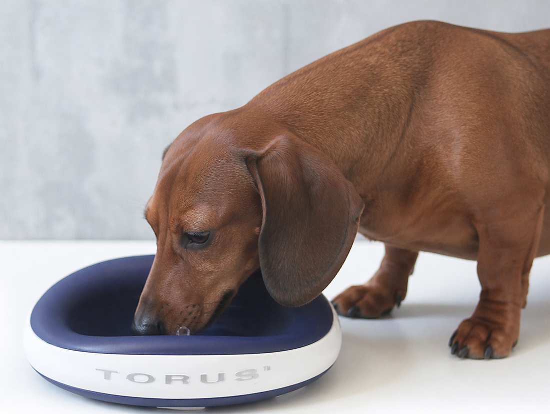 best water for Dachshund