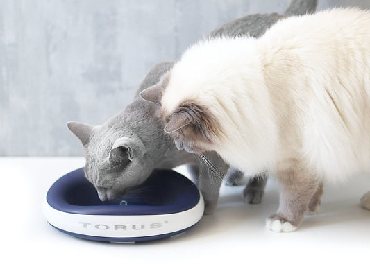 The Science of Feline Hydration: Finding the Best Water Bowl for Cats in 2026