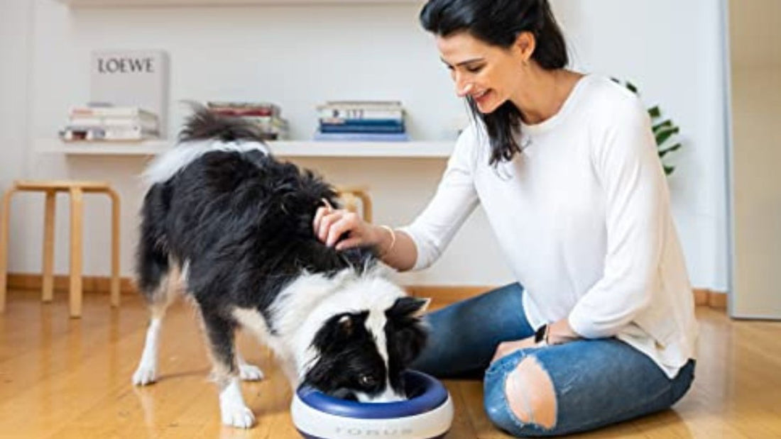 How Often to Change Dog Water: The Science of Clean Hydration