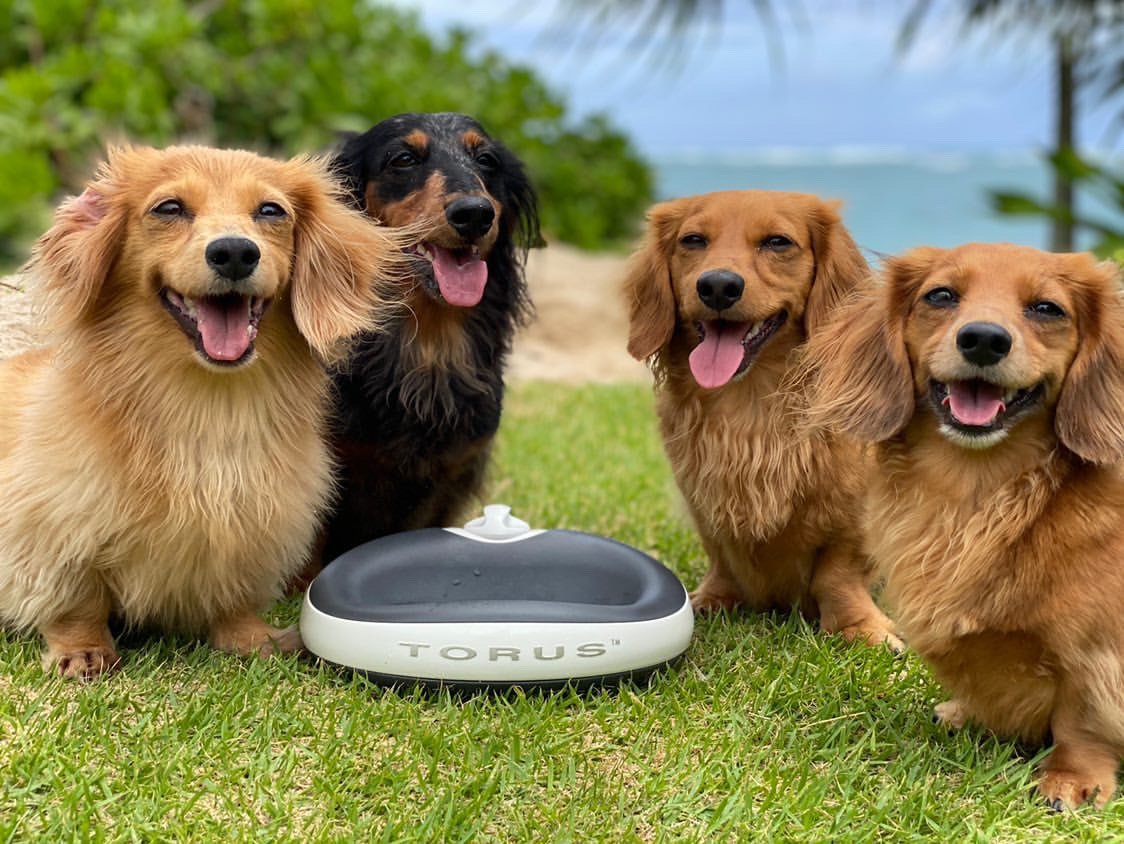 How to Encourage a Dog to Drink More Water: A Scientific Approach to Canine Hydration