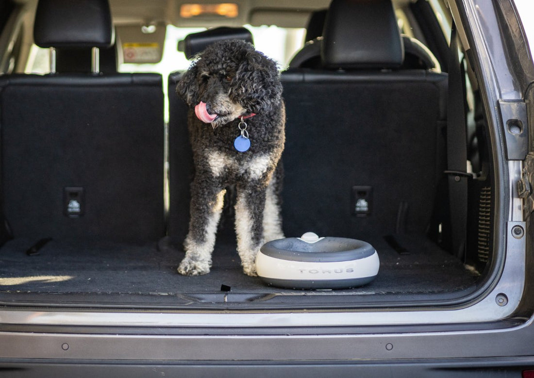 How Do I Keep My Dog Hydrated on Long Car Rides?