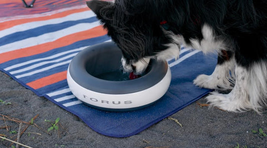 Preventing Bacteria Growth in Dog Water Bowls: A Scientific Approach to Pet Hydration