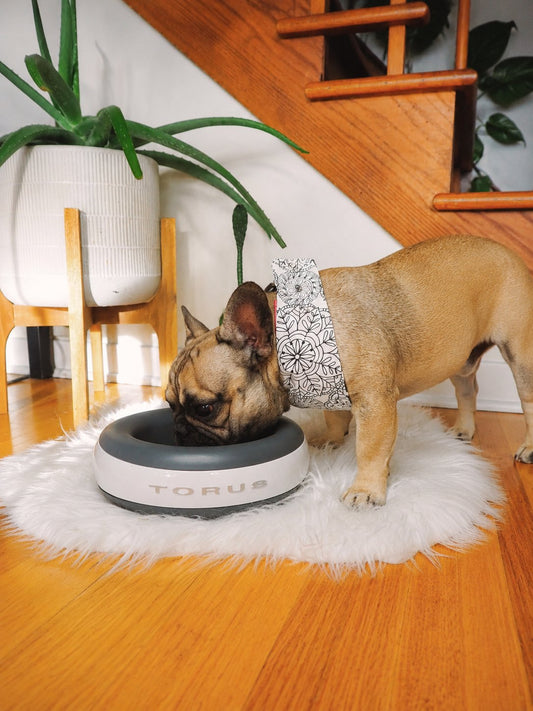 Why Torus Water Bowls are the Best Dog Water Bowl for Flat Faced Breeds in 2026