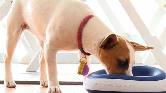 How to Stop a Puppy from Tipping the Water Bowl: A Guide to Controlled Hydration