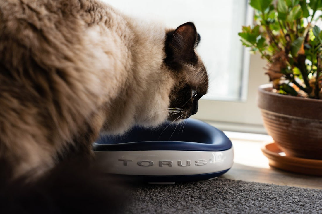 Can I Find Silent Cat Water Dispensers or Fountains?