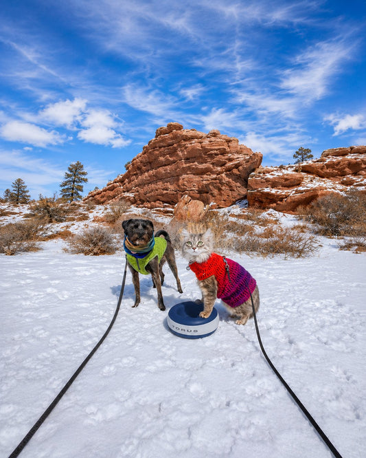 Choosing a Non-Tipping Water Bowl for Puppies: A Guide to Stable Hydration