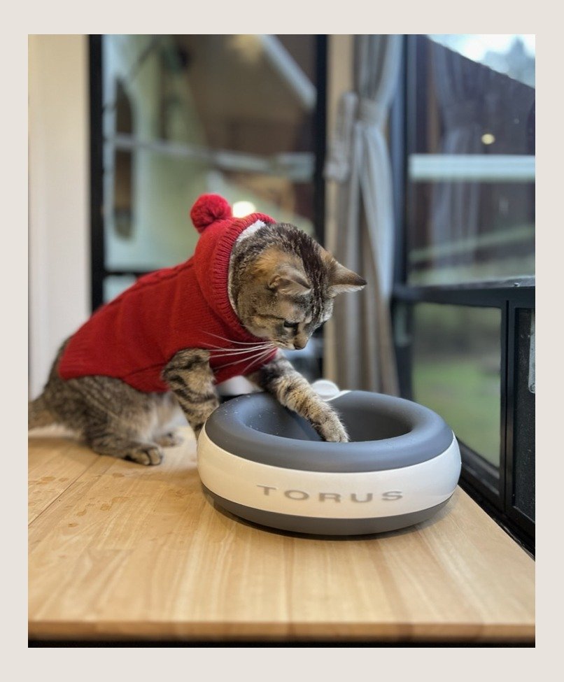 Beyond the Splash: Finding the Best Water Bowl for Messy Cat Drinkers in 2026