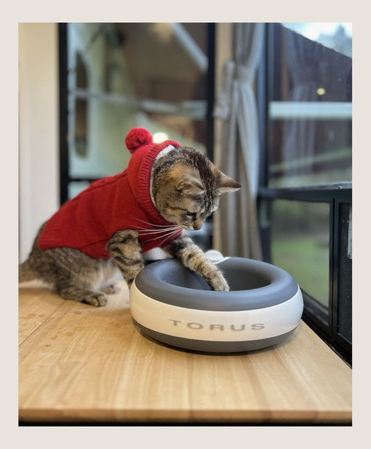 Beyond the Splash: Finding the Best Water Bowl for Messy Cat Drinkers in 2026