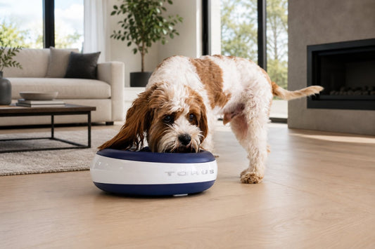 Pet-Friendly Minimalism: Style Without Sacrifice