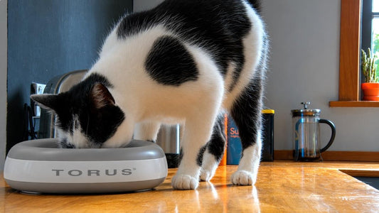 The Silent Cat Water Dispenser: A Guide to Low-Stress Feline Hydration in 2026