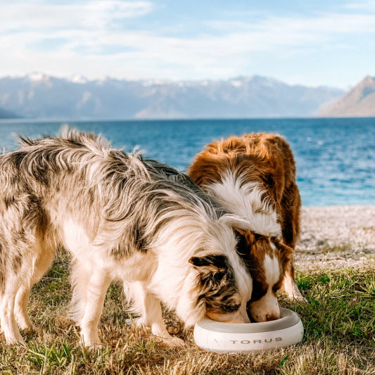 The Best Filtered Travel Water Bowl for Dogs: Mobile Hydration in 2026