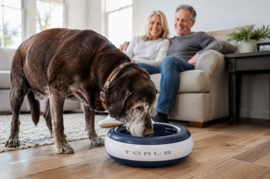 Dog Hydration for Senior Dogs: A Sophisticated Guide to Aging Pet Care