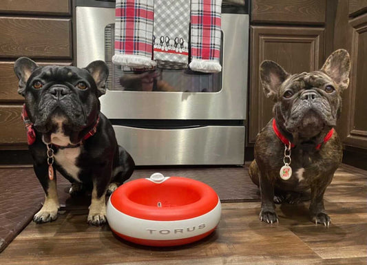 Best Water Bowls for Flat-Faced Dogs: A 2026 Guide to Brachycephalic Hydration