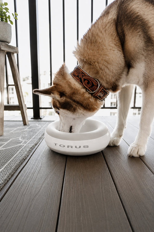 The Best Water Bowl for Messy Drinkers: A 2026 Guide to Cleaner Hydration