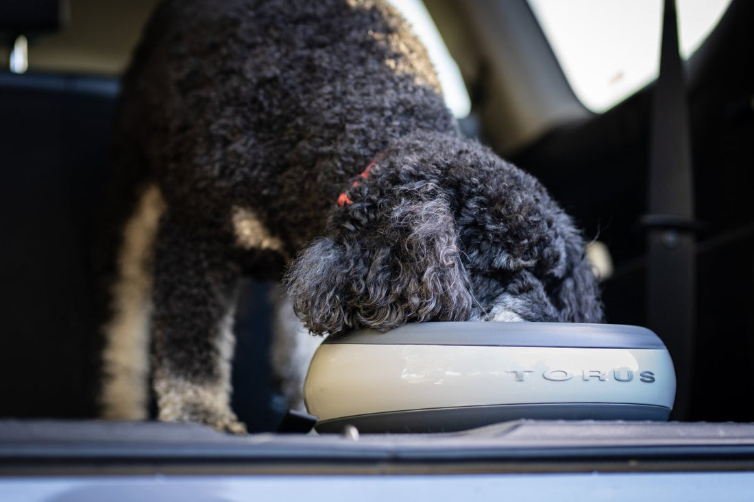 Signs of Dehydration in Dogs: A Guide to Proactive Hydration Management