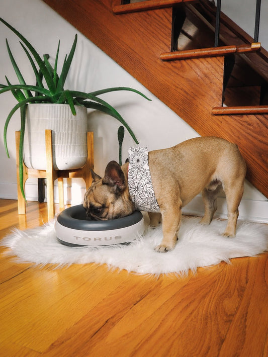 How to Make Sure Your Dog Has Fresh Water While You Are at Work