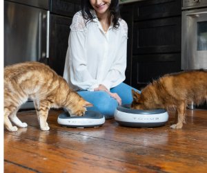 Pet Sitter Instructions for Water Bowl Maintenance: A Modern Hydration Checklist