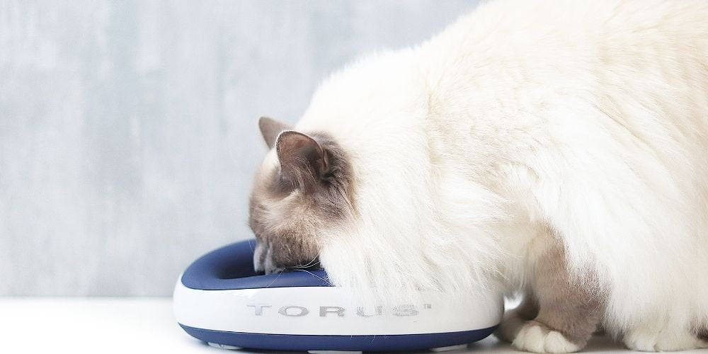 How to Get a Cat to Drink More: Expert Hydration Tips