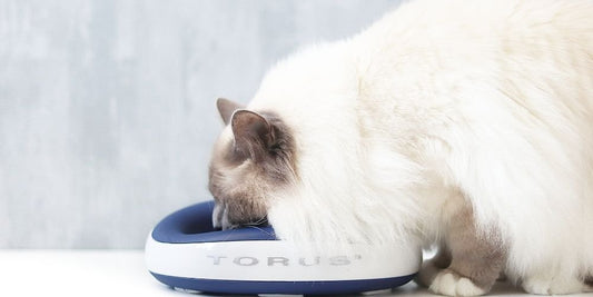 How to Get a Cat to Drink More: Expert Hydration Tips