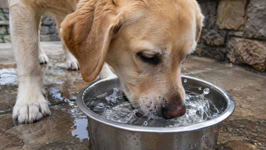 Dog gulping water rapidly from a drinking bowl, illustrating excessive thirst and drinking behaviour discussed in veterinary-informed pet hydration advice.