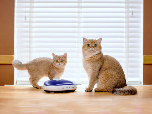 Could Your Cat's Water Bowl Be Causing Their Chin Acne?