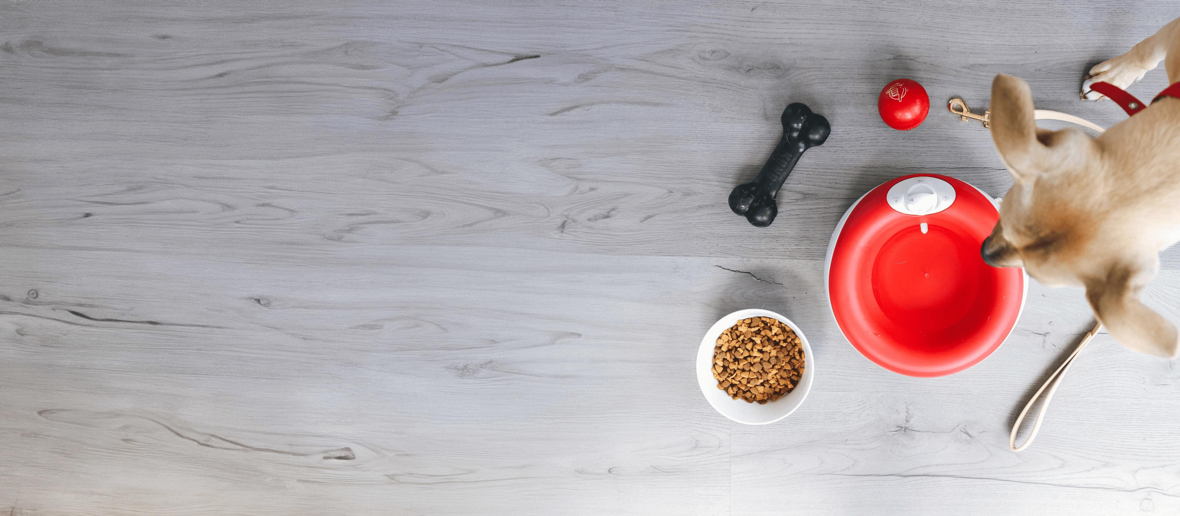 Dog with food bowl and toys