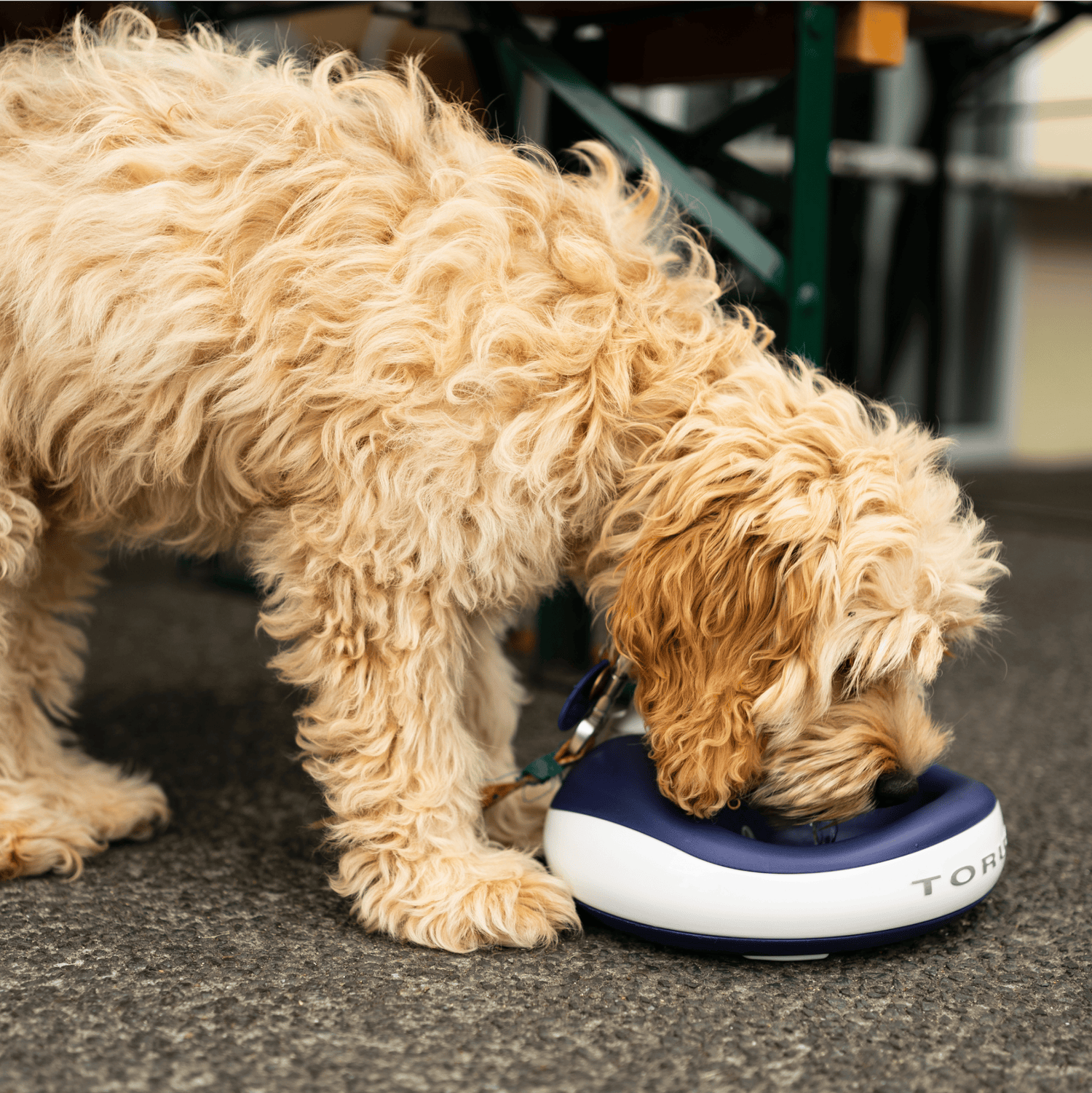 Dog drinking from blue Big Gulp water bowl