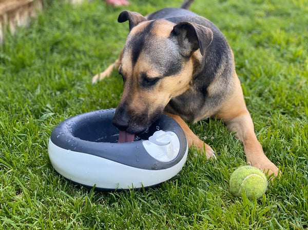 Dog drinking water from a bowl, Compressed_Image_1