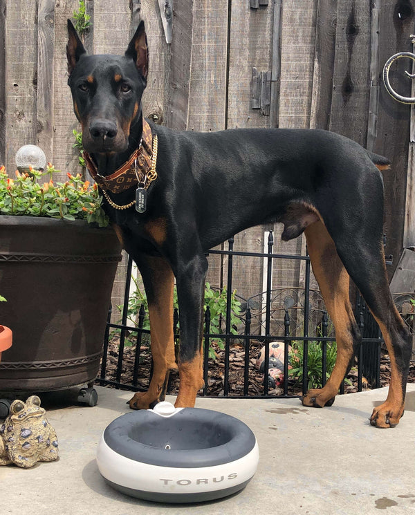 Dobermann service dog during training